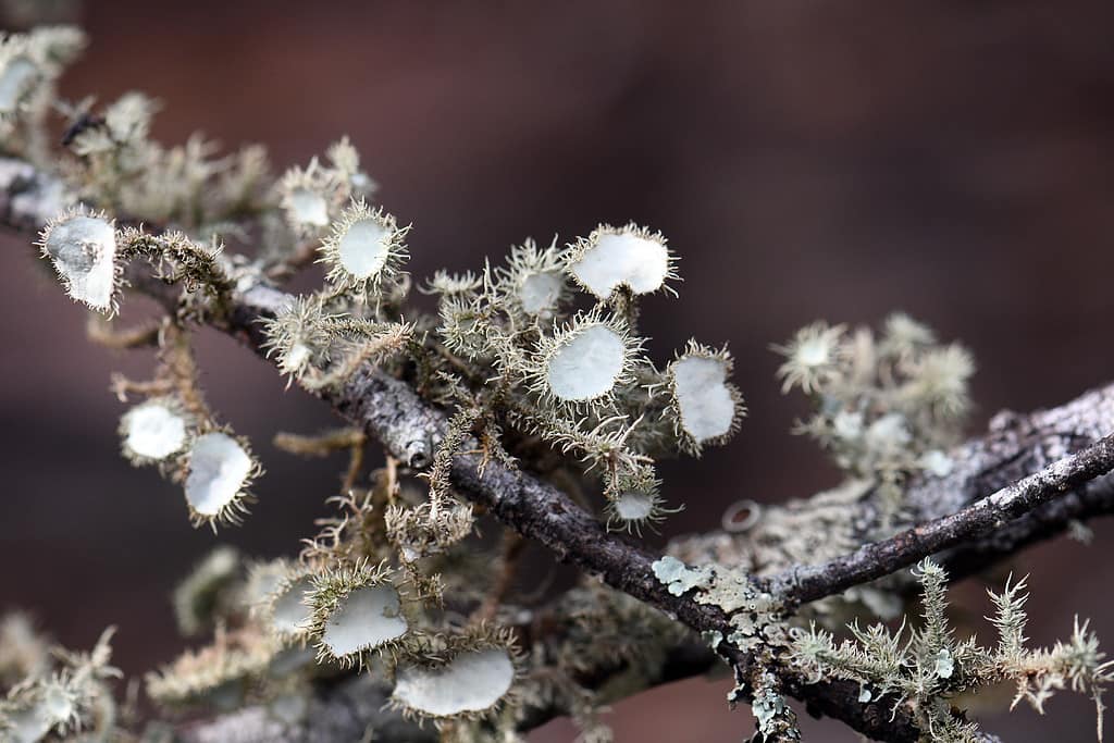 Primo piano del ramo coperto di licheni che include i corpi fruttiferi verde pallido del lichene della barba, Usnea, famiglia delle Parmeliaceae