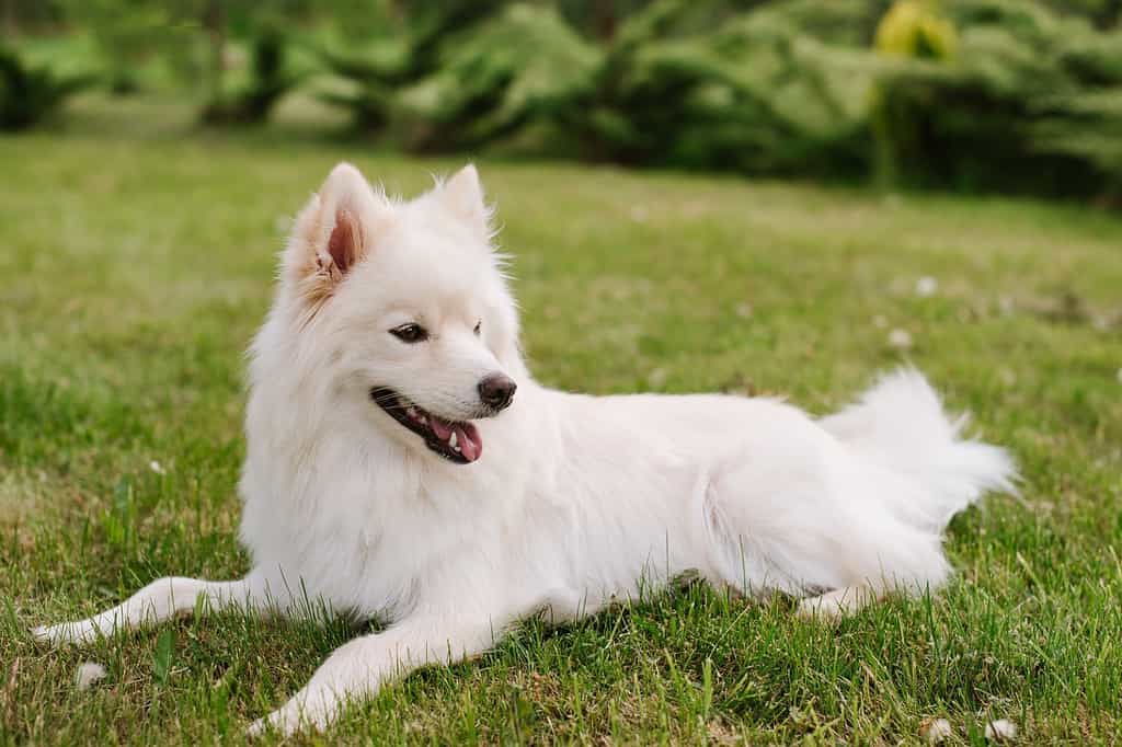 Cane adulto bianco di razza Pomsky seduto sull'erba verde al parco
