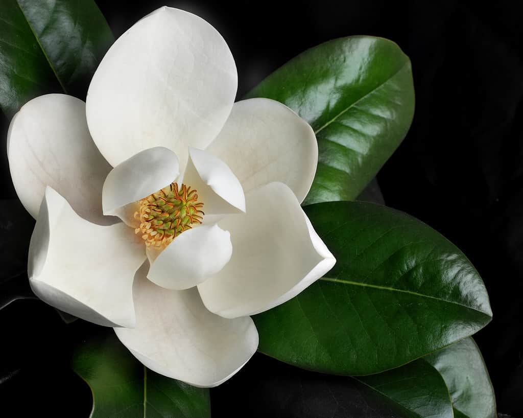 Fiore di magnolia 1