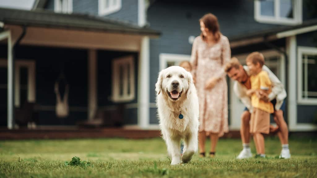 Ritratto di una giovane coppia felice di famiglia con bambini e un Golden Retriever seduto su un'erba a casa.  Gente allegra che guarda l'obbiettivo e sorridente.  Concentrati su un cane che si allontana.