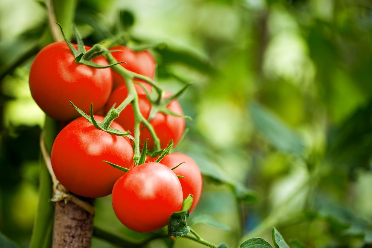 Bellissimi pomodori rossi maturi coltivati ​​in serra.  Fotografia di pomodoro da giardinaggio con spazio per la copia.  Profondità di campo