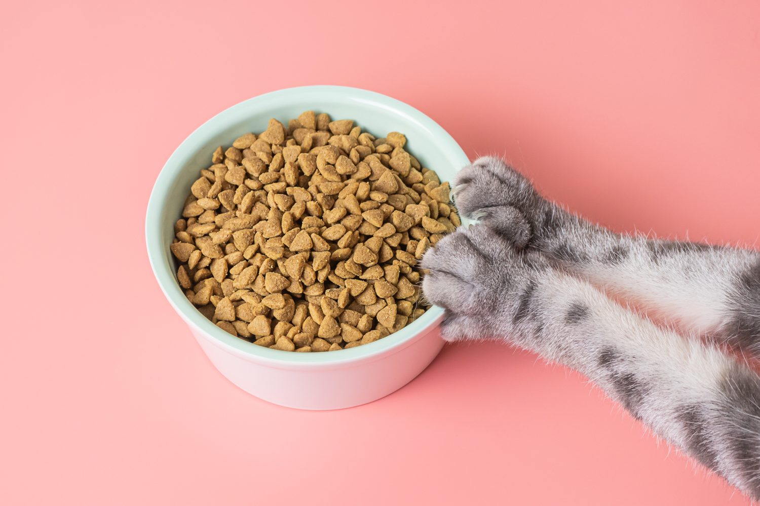 Cibo secco per gatti in una ciotola e zampe su sfondo rosa.  Il concetto di dieta per animali domestici, la scelta del cibo per gatti.  Copia spazio, minimalismo.