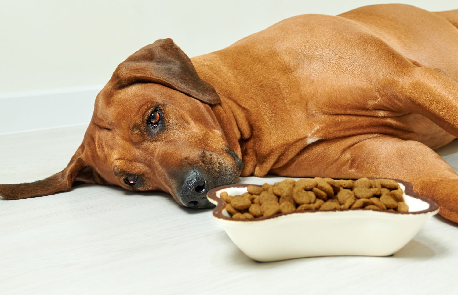 Cane Rhodesian Ridgeback malato o triste sdraiato sul pavimento accanto a una ciotola piena di cibo secco e si rifiuta di mangiare, senza appetito