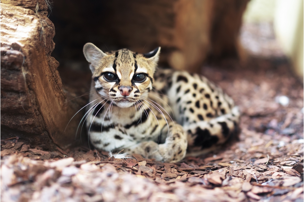 Leopardus jacobita (gatto delle montagne andine) Questo piccolo gatto selvatico è originario delle alte Ande del Sud America ed è considerato una delle specie di gatti più rare e meno conosciute.