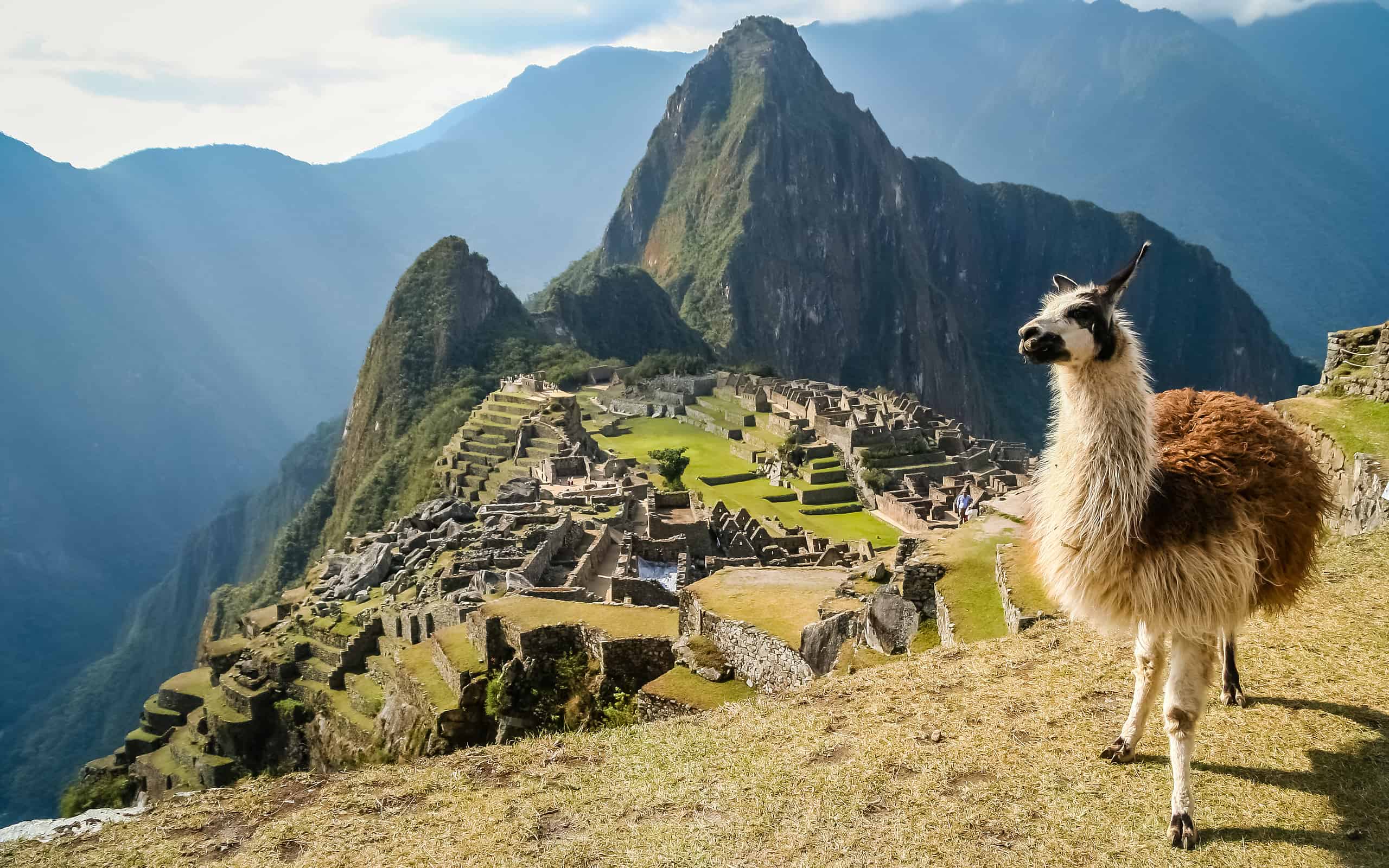 Lama e Machu Picchu