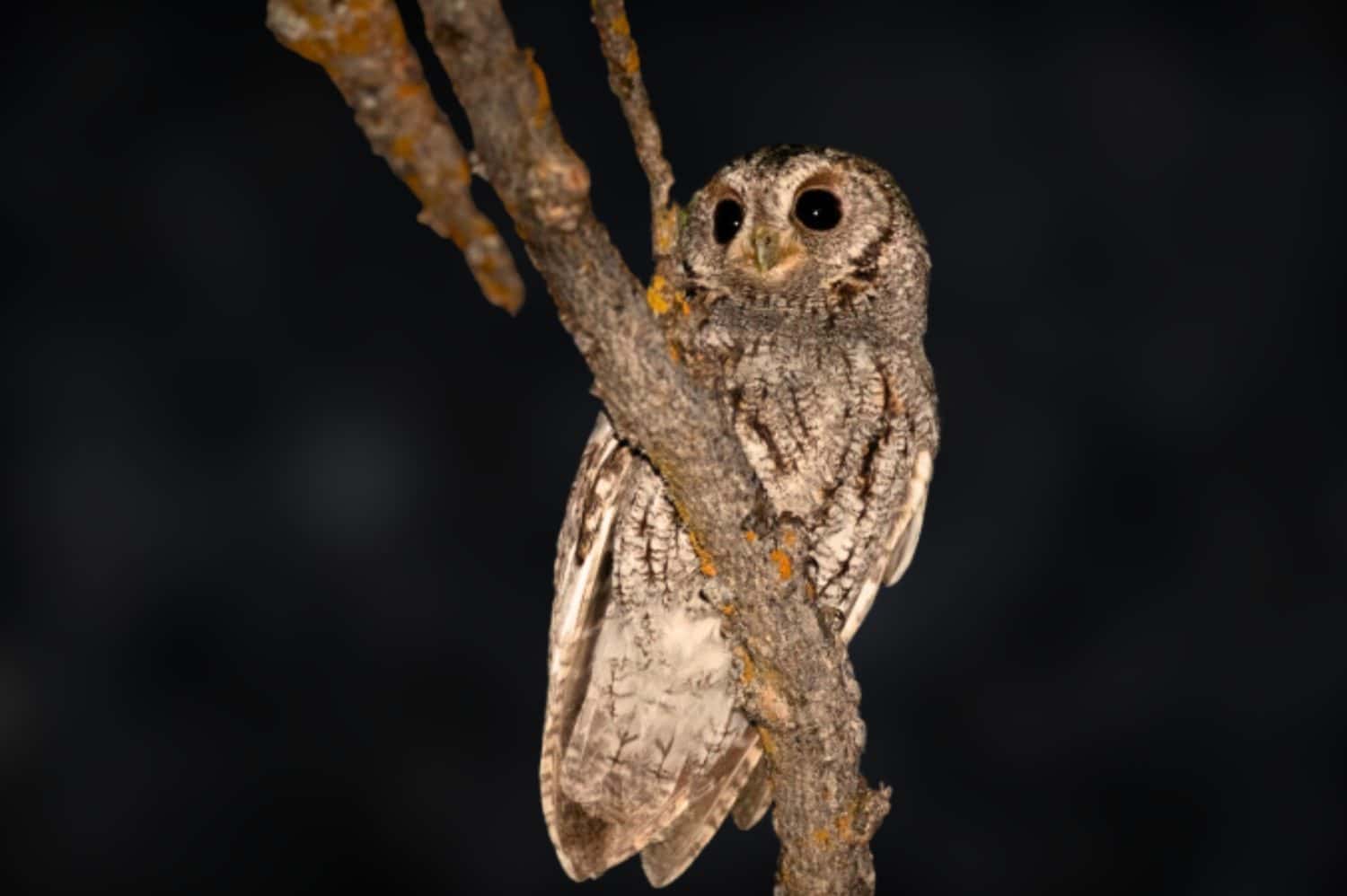 Il gufo flammulato è un piccolo gufo notturno lungo circa 15 cm (6 pollici) con un'apertura alare di 36 cm (14 pollici).  Con ali così grandi per un corpo piccolo, possono volare rapidamente da un albero all'altro.
