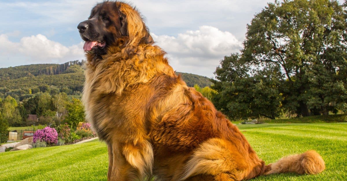 Razze di cani più grandi: Leonberger