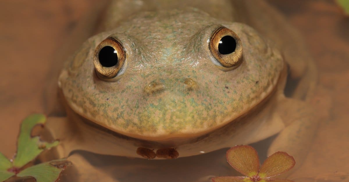 animali che estivano: rana che trattiene l'acqua