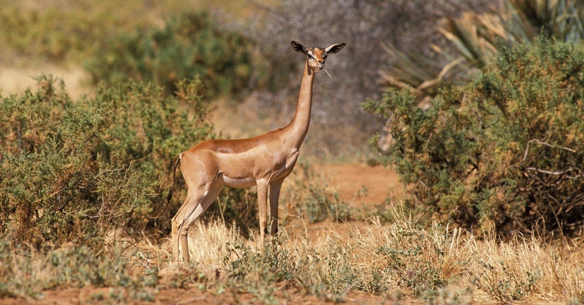 L'animale più strano: Gerenuk