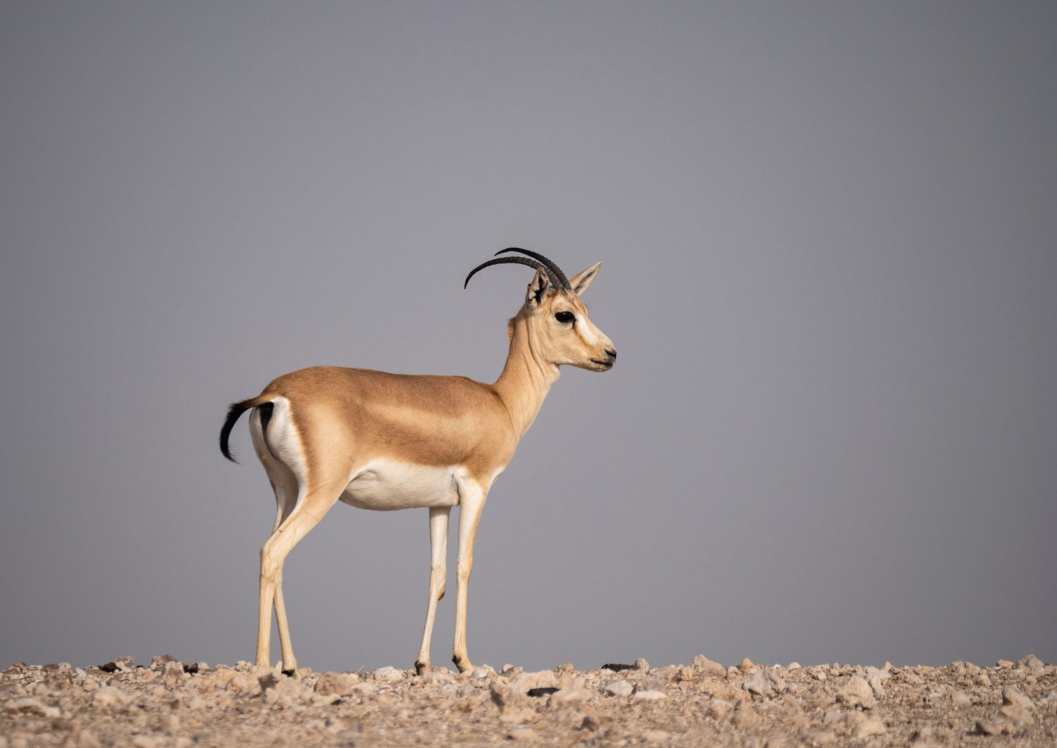 Gazzella araba della sabbia nell'area di conservazione dell'habitat naturale, Arabia Saudita