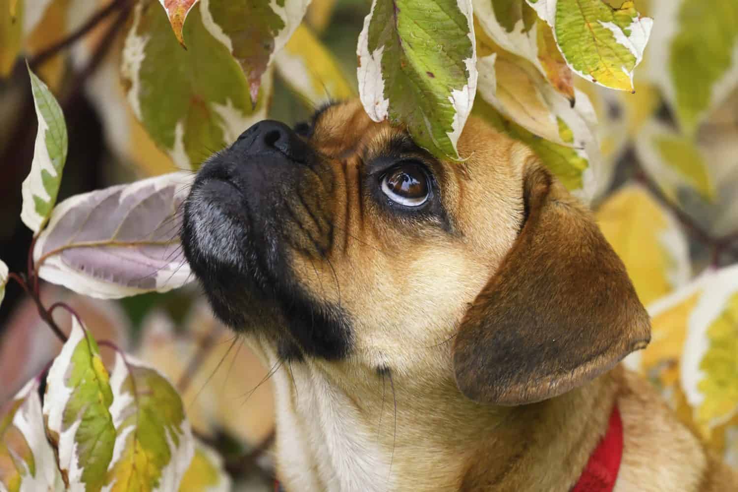 Cucciolo Puggle Cane Beagle Mops Designer Ritratto di cane in autunno