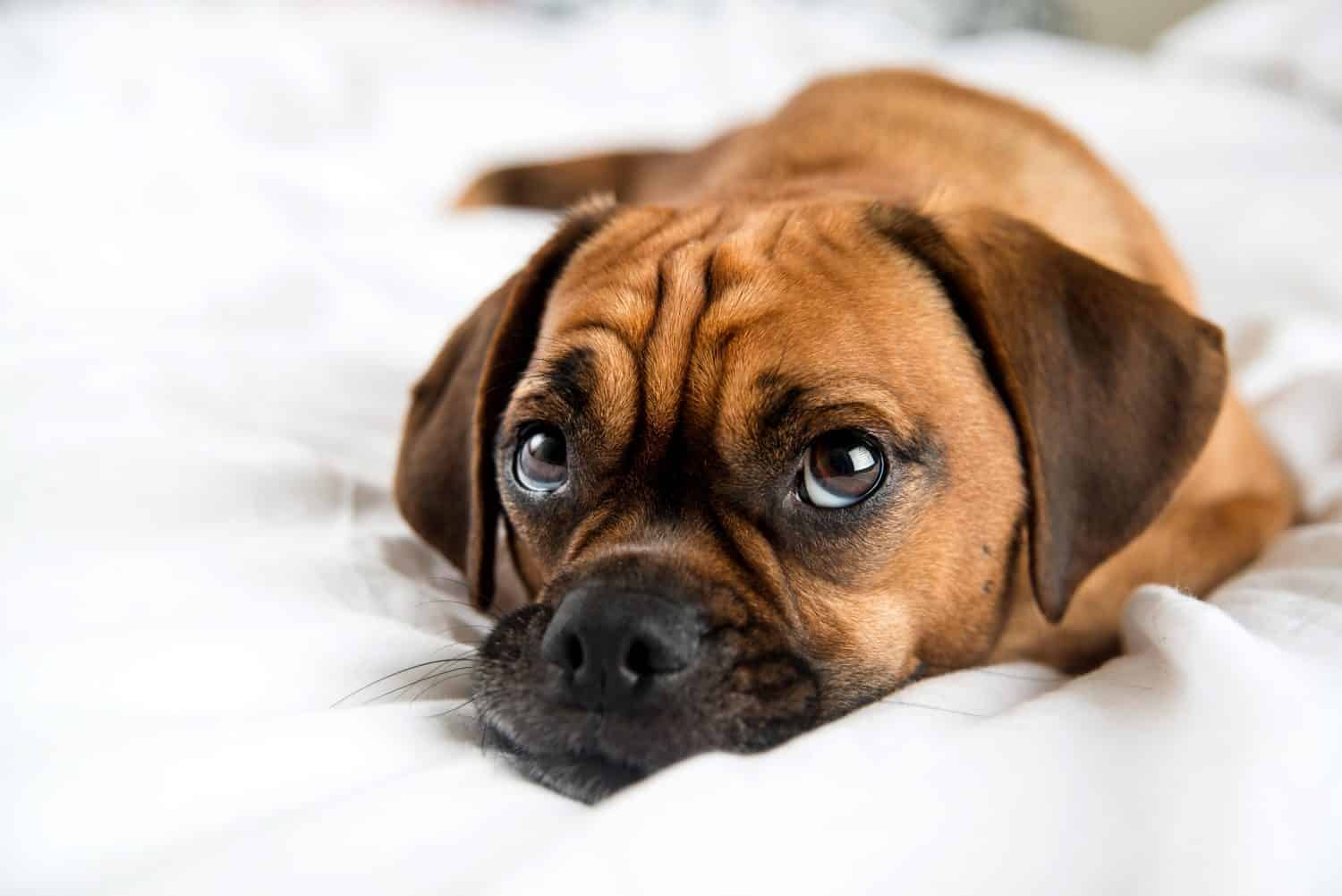 Puggle carino che dorme nel letto dei proprietari su lenzuola bianche