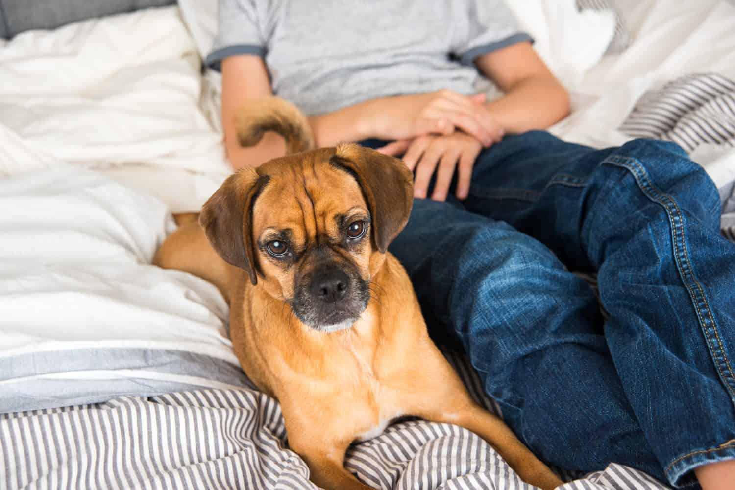 Simpatico cane Puggle che si rilassa nel letto accanto al proprietario