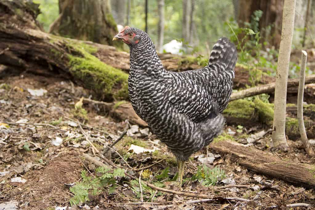 Gallina di roccia barrata in piedi nei boschi