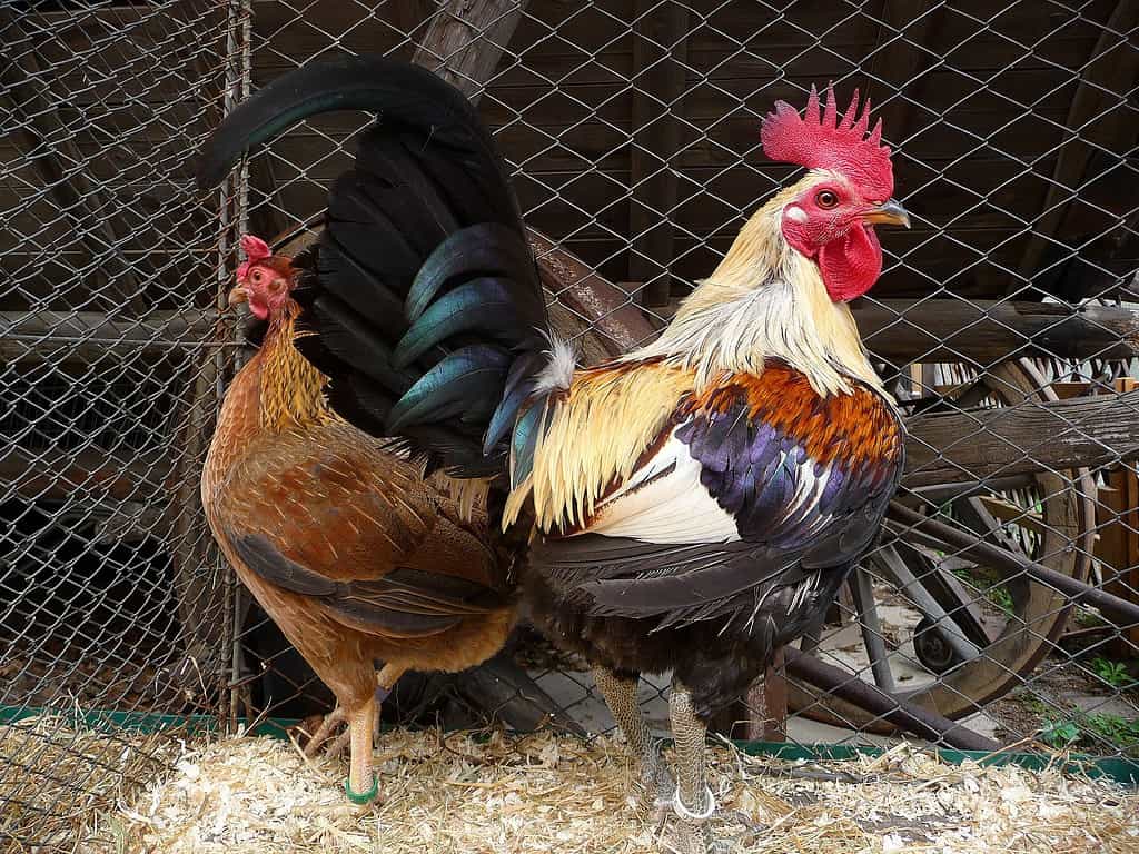 Polli da gioco in inglese antico;  gallina e gallo