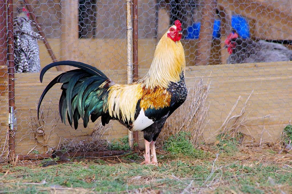 Maestoso gallo dorato con ali d'anatra, razza speciale, rara Cubalaya