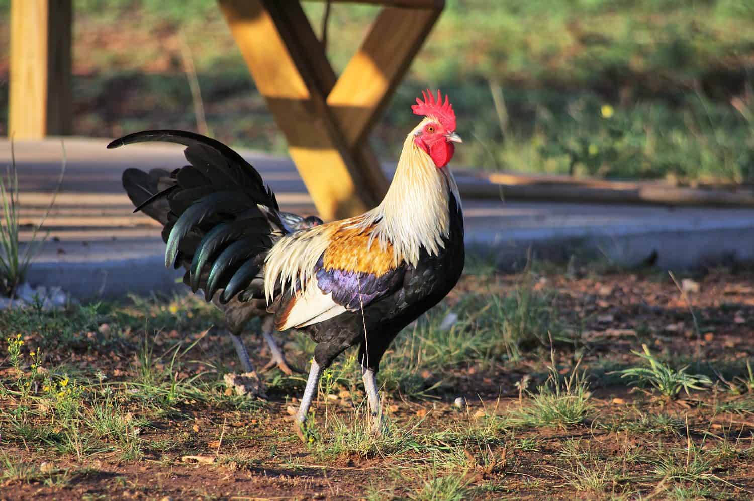 Bellissimo gallo americano da gioco Prue Bred Golden Duckwing (grigio).