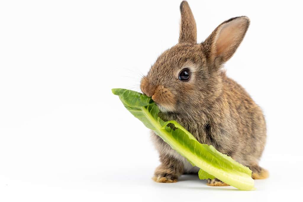 Un sano e adorabile coniglietto di pasqua soffice coniglio marrone che mangia cibo, verdure verdi, su sfondo bianco.  messa a fuoco selettiva.  Animale, cibo per conigli, concetto di stile di vita sano.