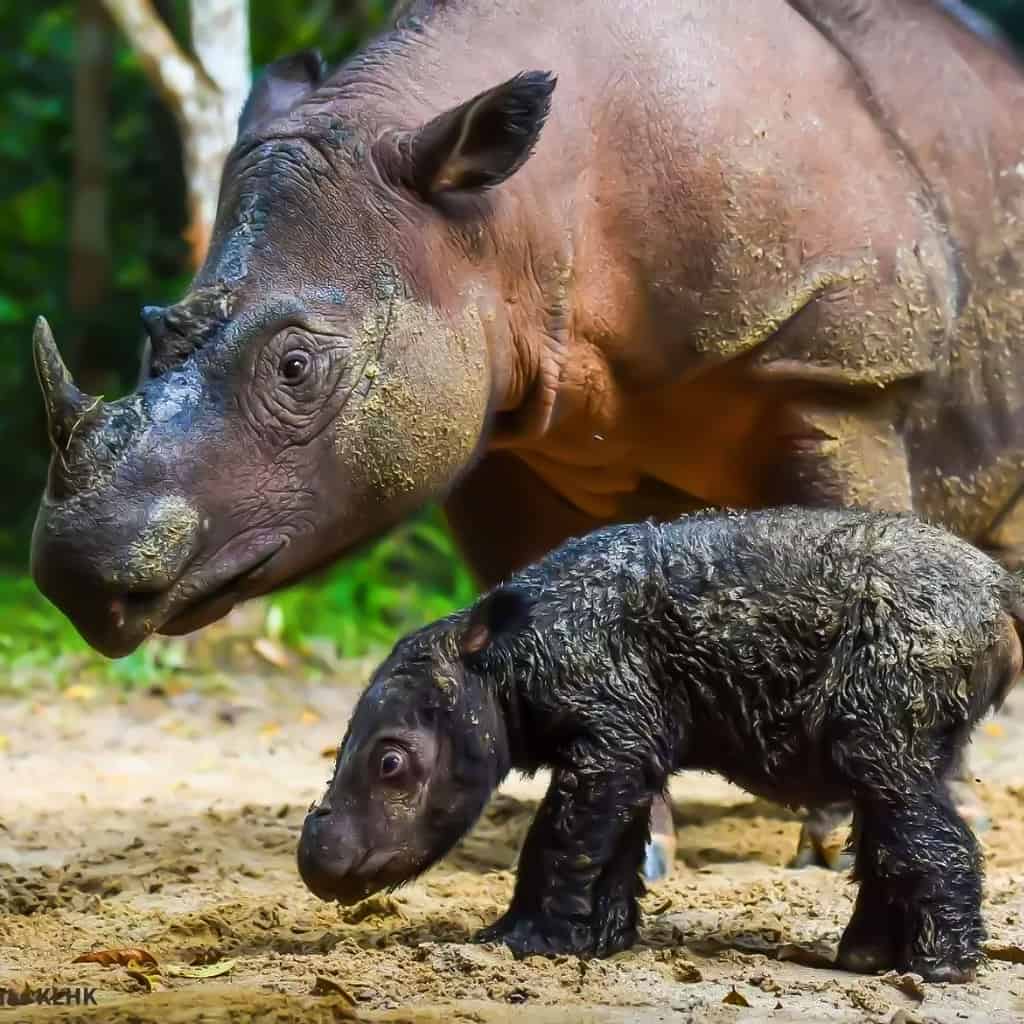 Rinoceronte di Sumatra, rinoceronte, Sumatra Indonesia, Indonesia, Aggressione