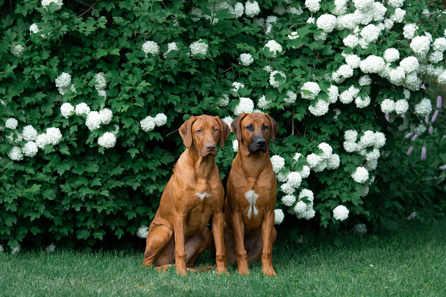 Cani del Rhodesian Ridgeback seduti vicino al fiore in un'atmosfera primaverile/estiva