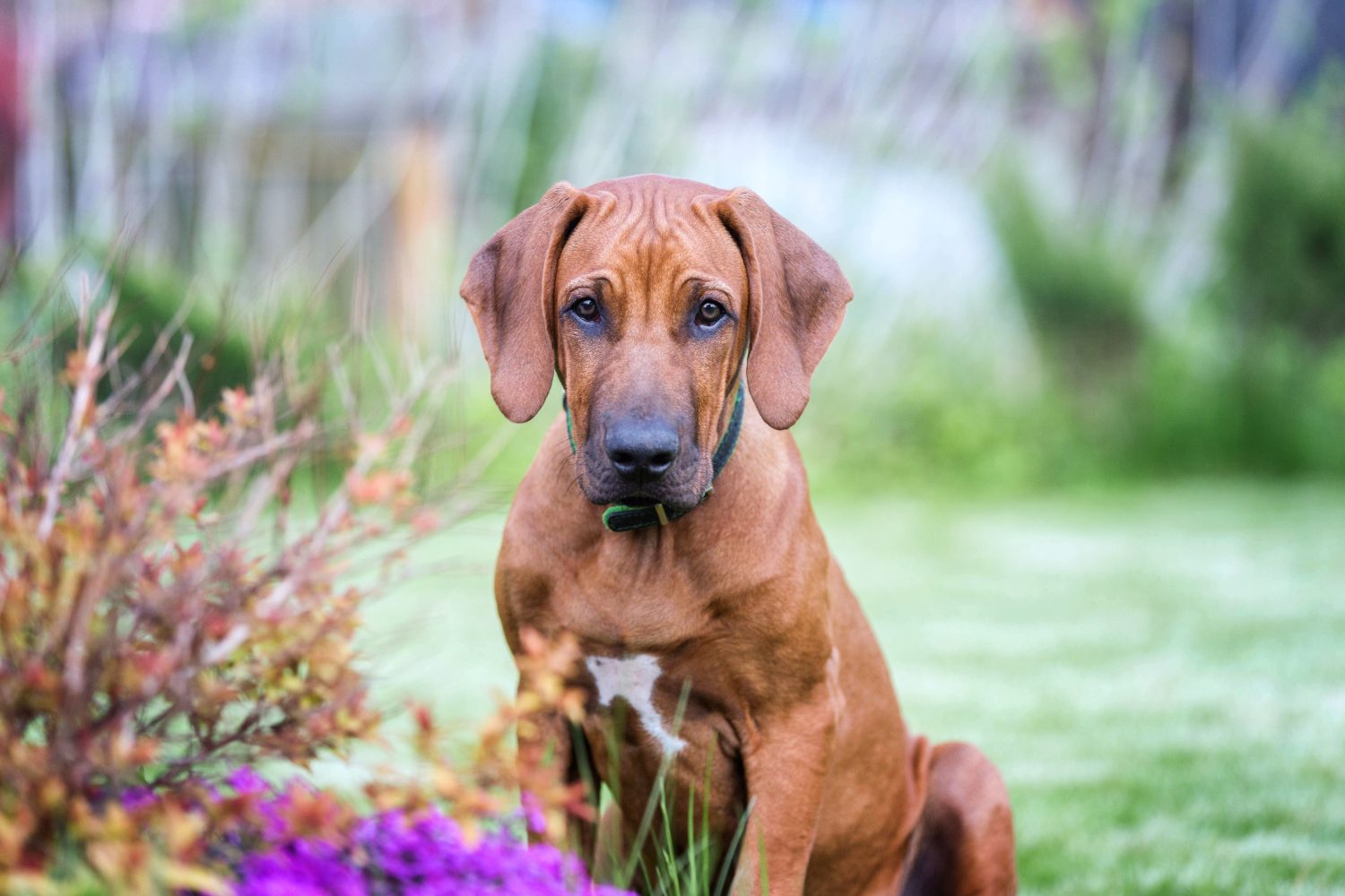 Cucciolo di Rhodesian Ridgeback. 