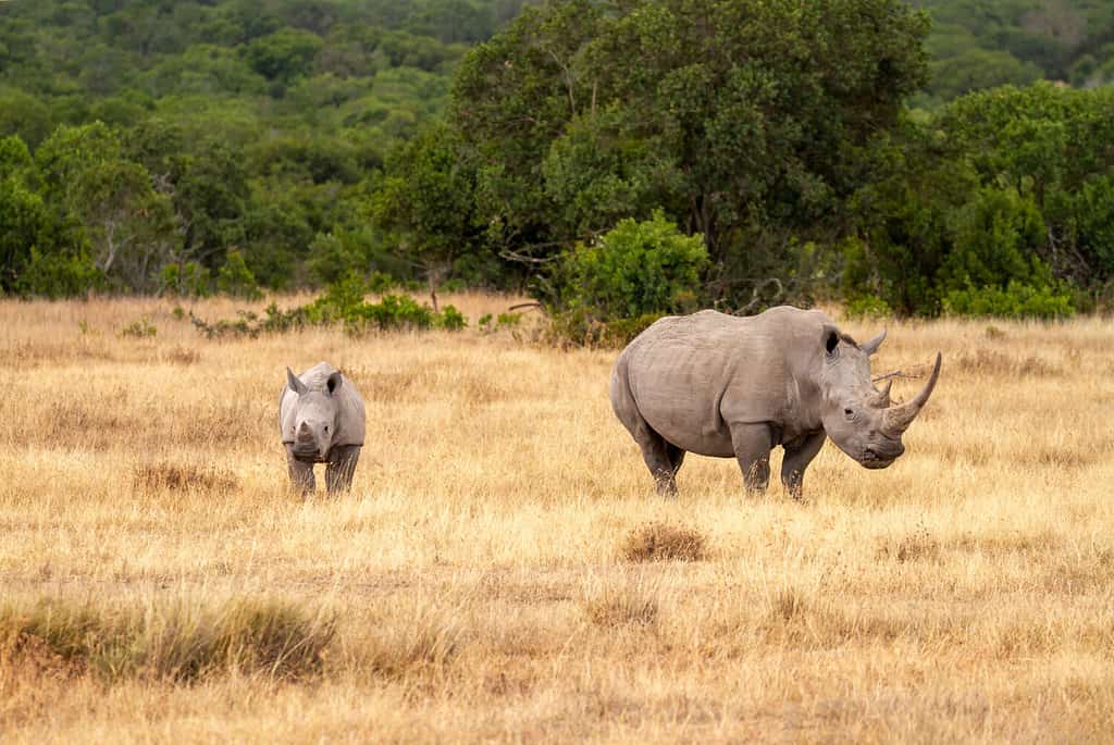 Mucca e vitello di rinoceronte bianco meridionale (Ceratotherium simum) nella riserva di Ol Pejeta, Kenya, Africa.  Specie quasi minacciata conosciuta anche come rinoceronte dalle labbra squadrate.  Madre con simpatico animaletto