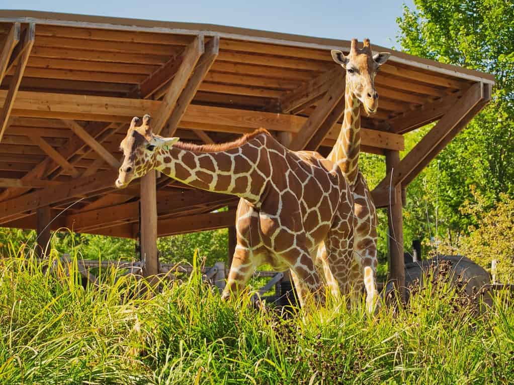 Una coppia di giraffe nello zoo e acquario Henry Doorly di Omaha a Omaha Nebraska