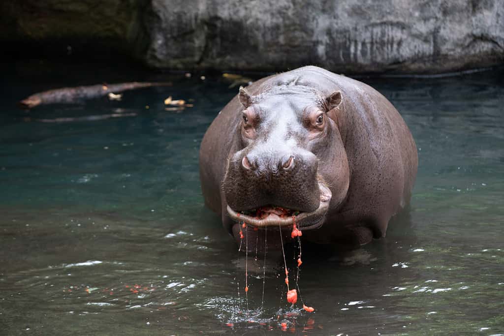 Ippopotamo che mastica un'anguria con pezzi e succo che gocciola nell'acqua.