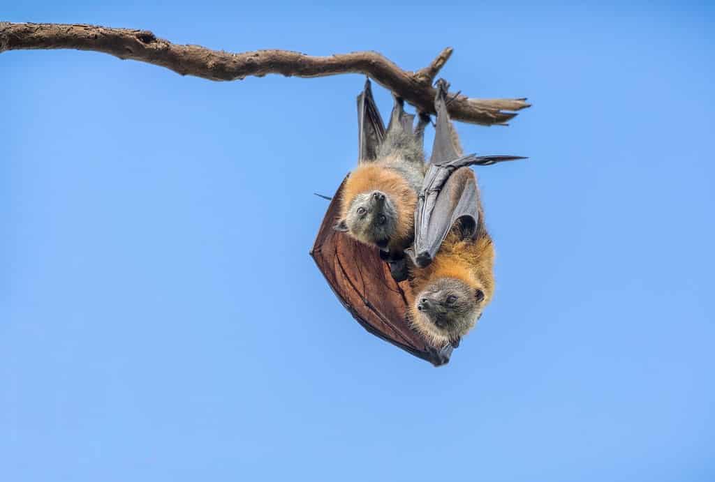 Un cucciolo di volpe volante e il suo genitore che si abbracciano su un ramo.  I due pipistrelli guardano in basso con il cielo azzurro sullo sfondo.