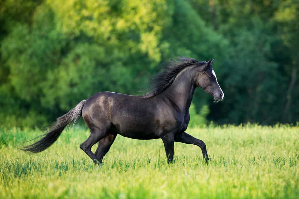 Cavallo nero di eleganza che corre all'aperto nel campo.