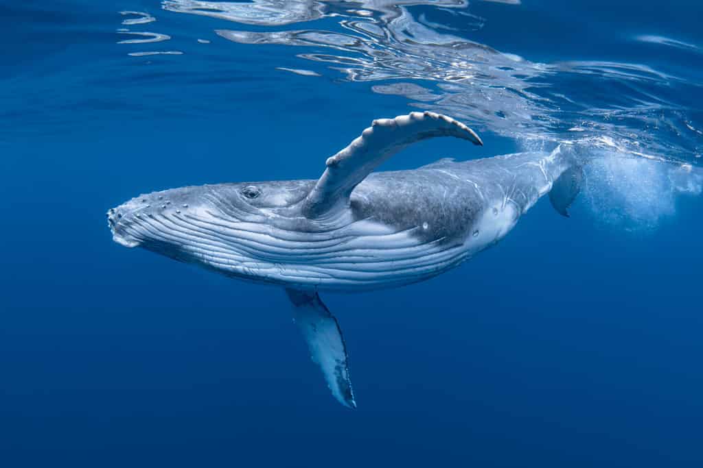 Un bambino megattera gioca vicino alla superficie in acqua blu