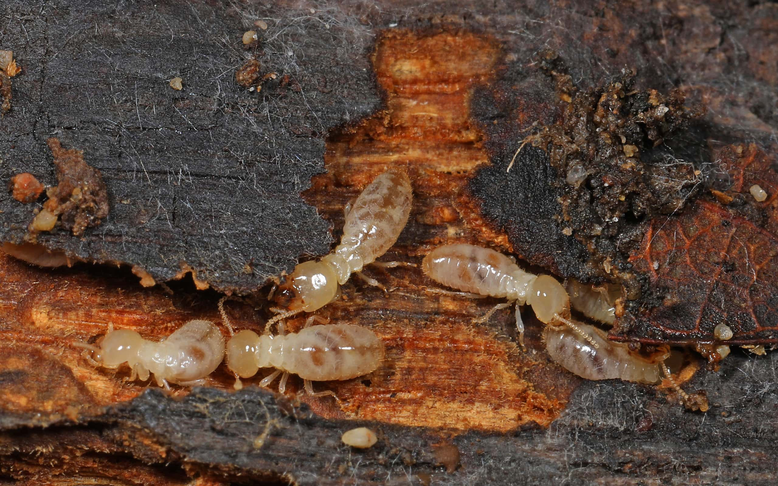 Le termiti sotterranee orientali si trovano nel sud e sulla costa degli Stati Uniti