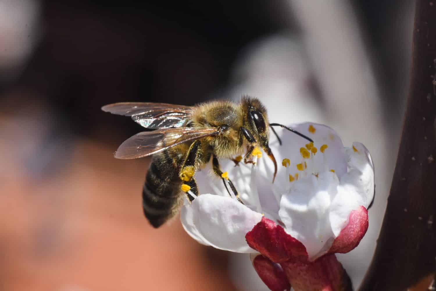 Ape mellifera europea (Apis mellifera) sul fiore dell'albicocco.  Primo piano del miele delle api sul fiore