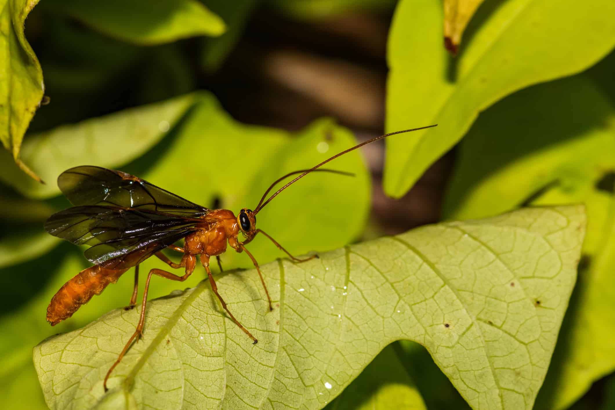 Vespa parassitoide della famiglia dei Braconidae