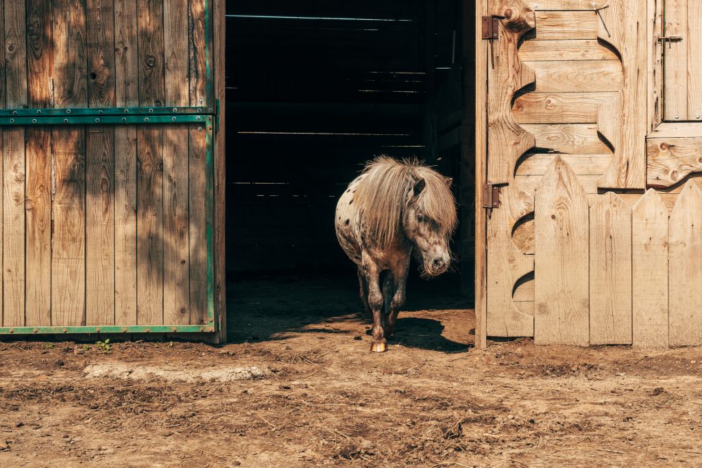 Simpatico cavallo pony shetland maculato con capelli lunghi alla porta della stalla
