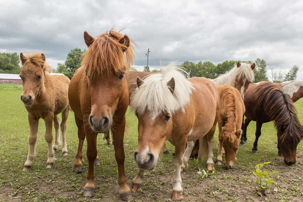 pony Shetland