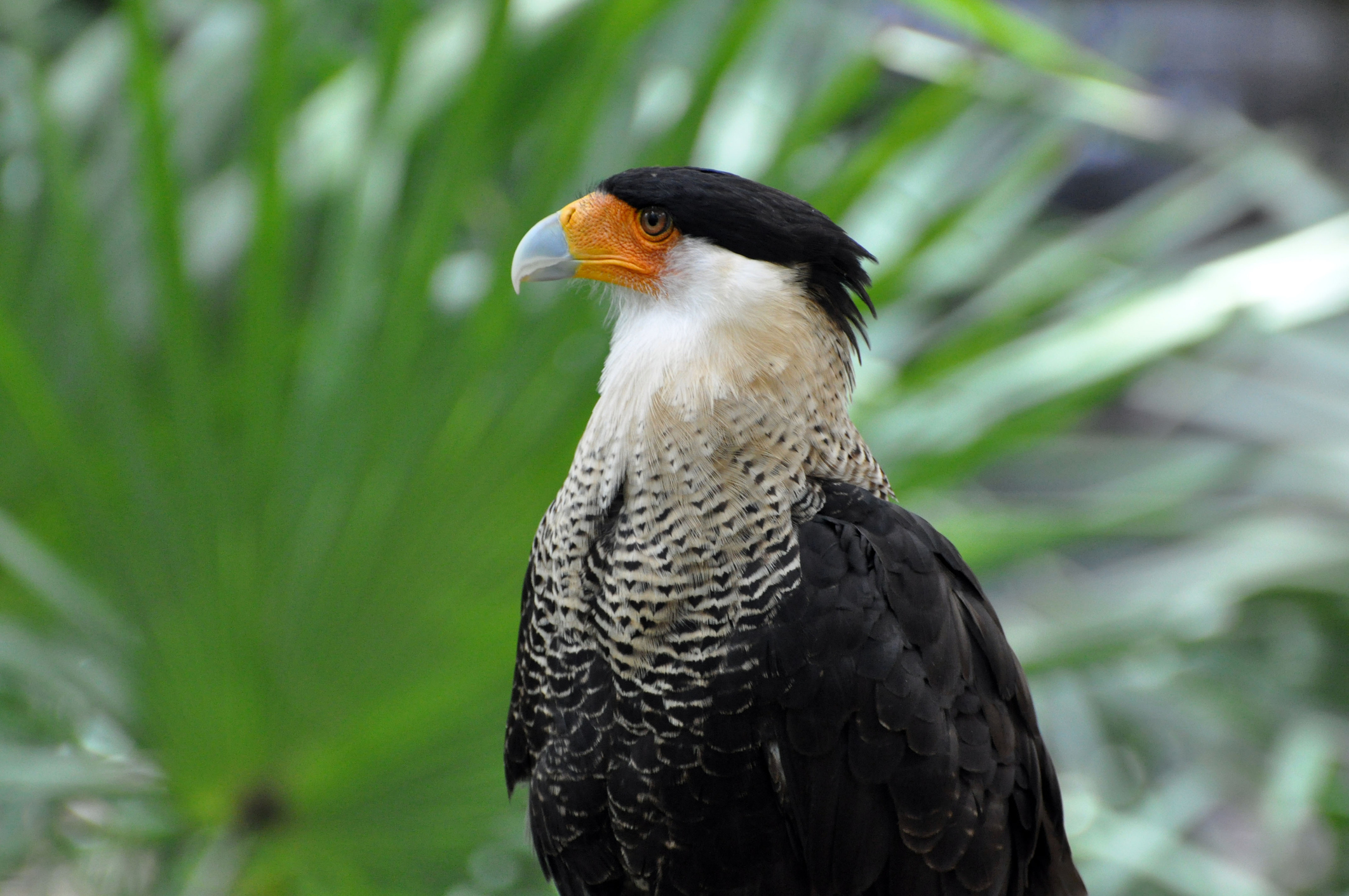 L'uccello Caracara crestato