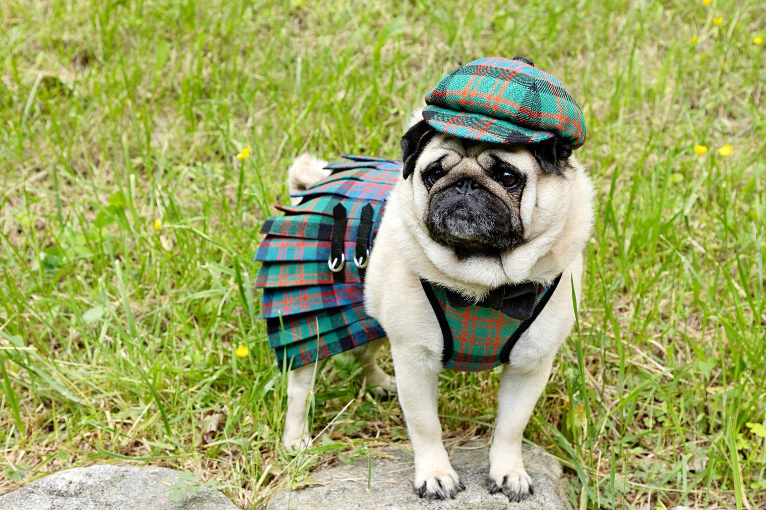 Carlino vestito con cappello scozzese, imbracatura e kilt appollaiati sulla roccia con una collina erbosa sullo sfondo