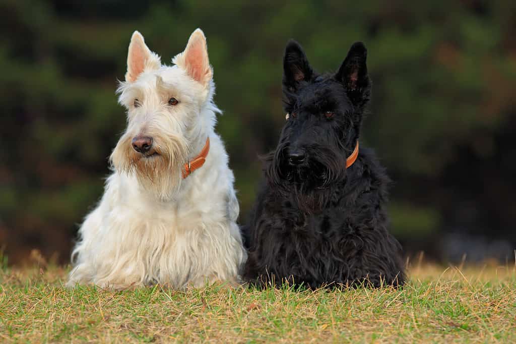 Coppia di terrier scozzesi bianchi e neri, seduti sul prato verde.