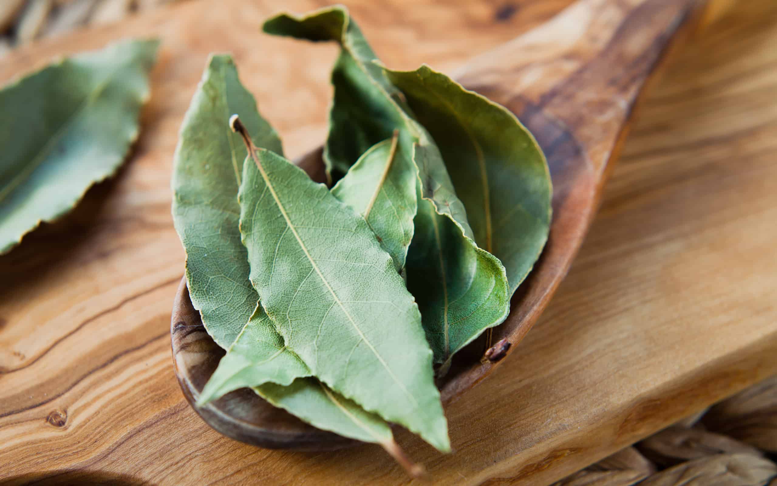 Foglie di alloro secche - Cucchiaio di legno di spezie indiane aromatiche alloro.