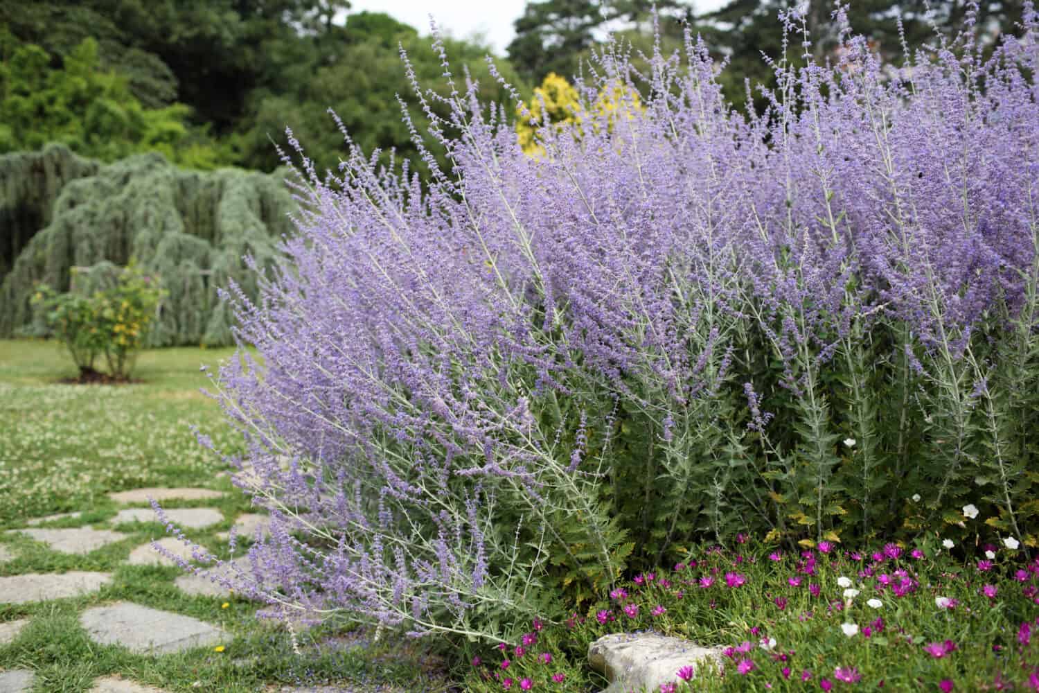 Dettagli della bellissima salvia russa in giardino.