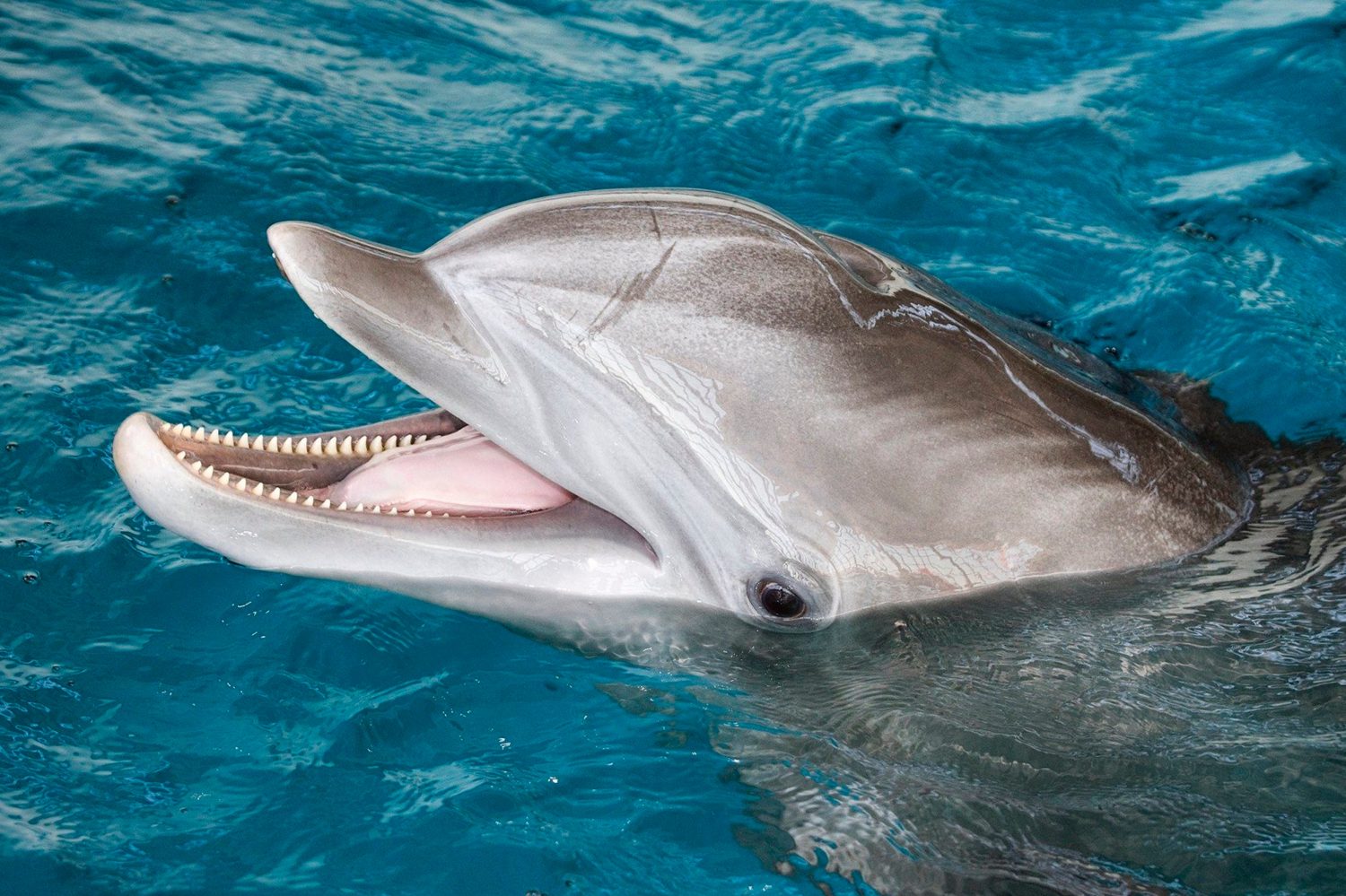 Primo piano del volto di un delfino felice che nuota