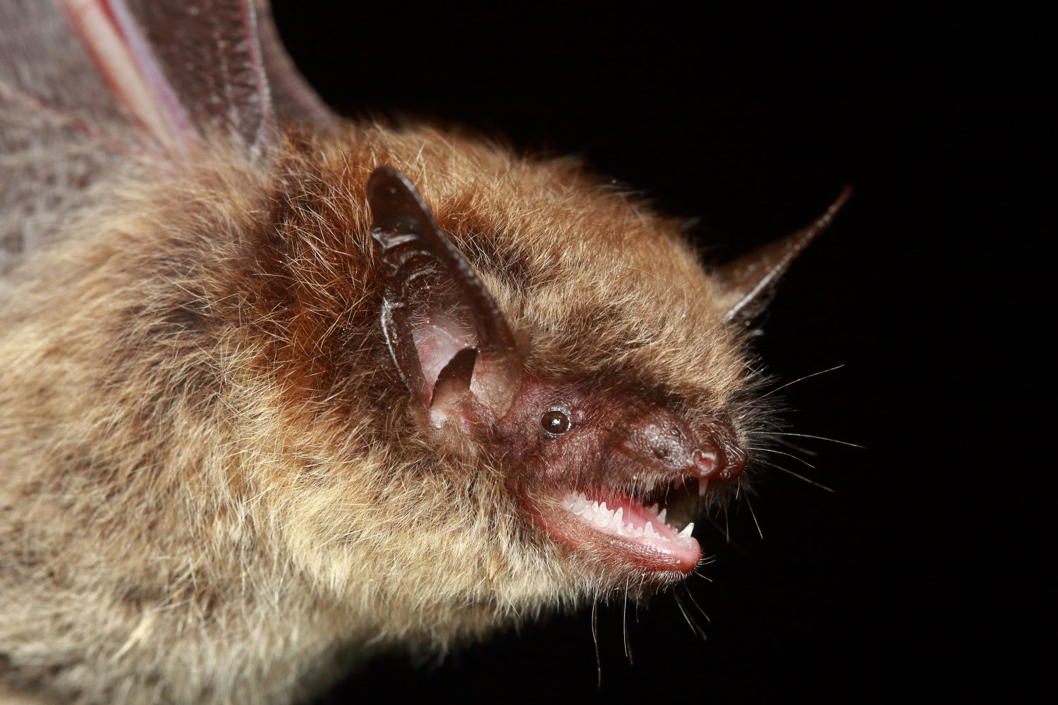 Ritratto del pipistrello di Brandt (Myotis brandtii) in habitat naturale