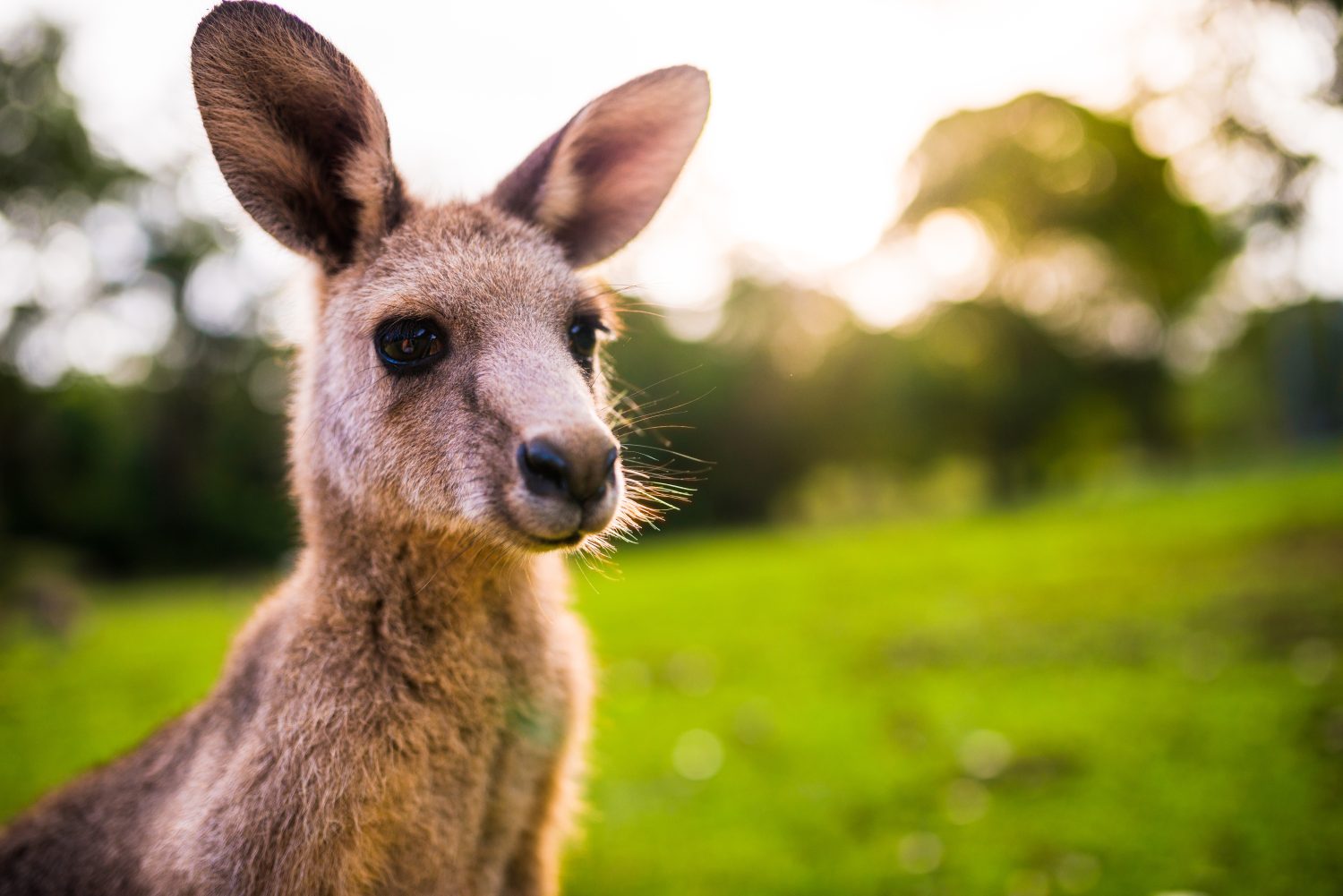 Giovane canguro sulla costa orientale dell'Australia.  Primo piano della testa e del viso.  Fotografato in natura