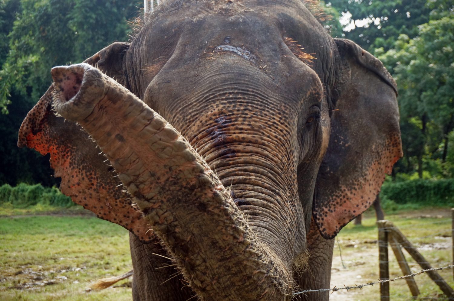 Un primo piano della proboscide dell'elefante girato in Nepal