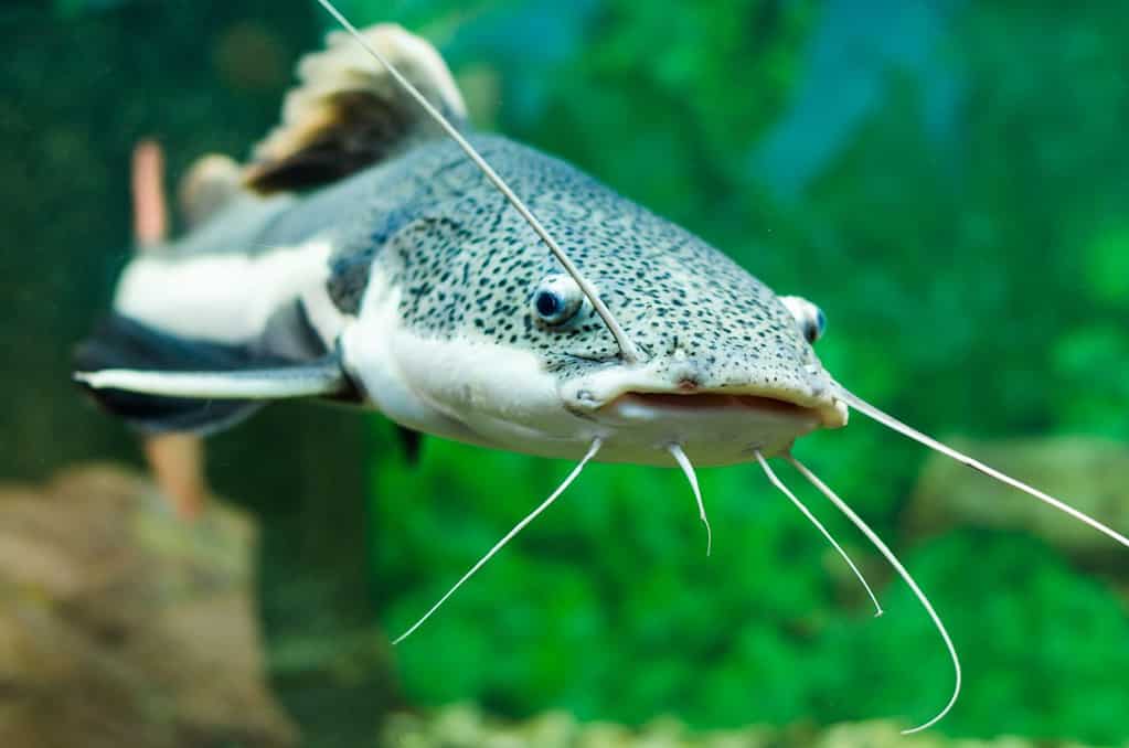 Pesce gatto dalla coda rossa nell'acquario.  (Phractocephalus hemioliopterus).  Pesce d'acqua dolce