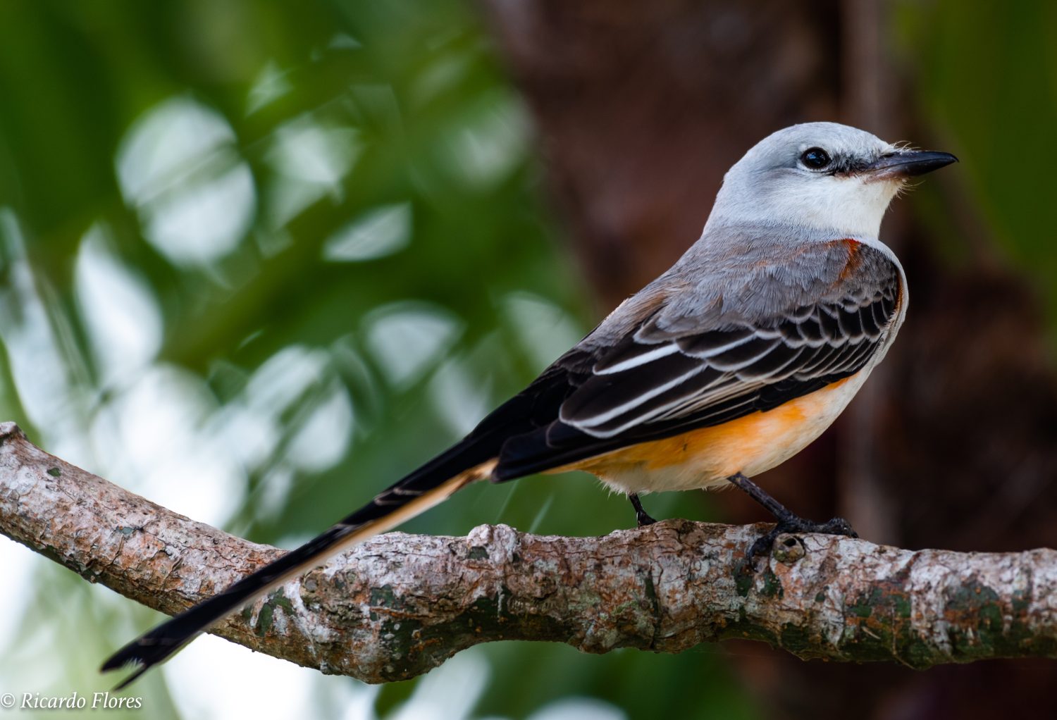 Un pigliamosche dalla coda a forbice (Tyrannus forficatus), noto anche come l'uccello del paradiso del Texas che riposa dopo un lungo viaggio di migrazione.