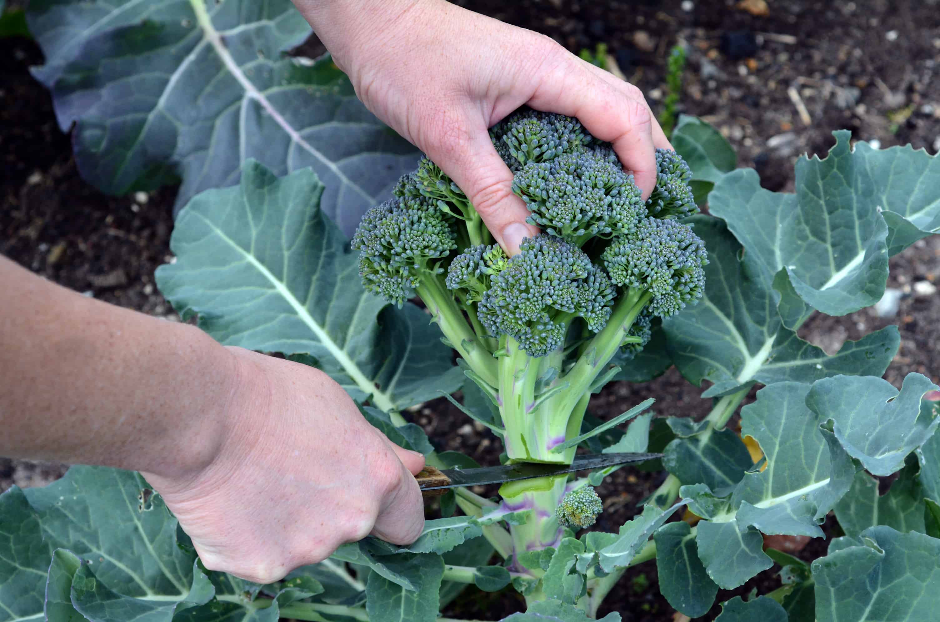 La persona passa a tagliare la pianta fresca di broccoli nel giardino di casa.  Alimentazione sana, sostenibilità, super cibo, coltivazione di verdure, vegetariano, stile di vita.  Nessuno.  Copia spazio