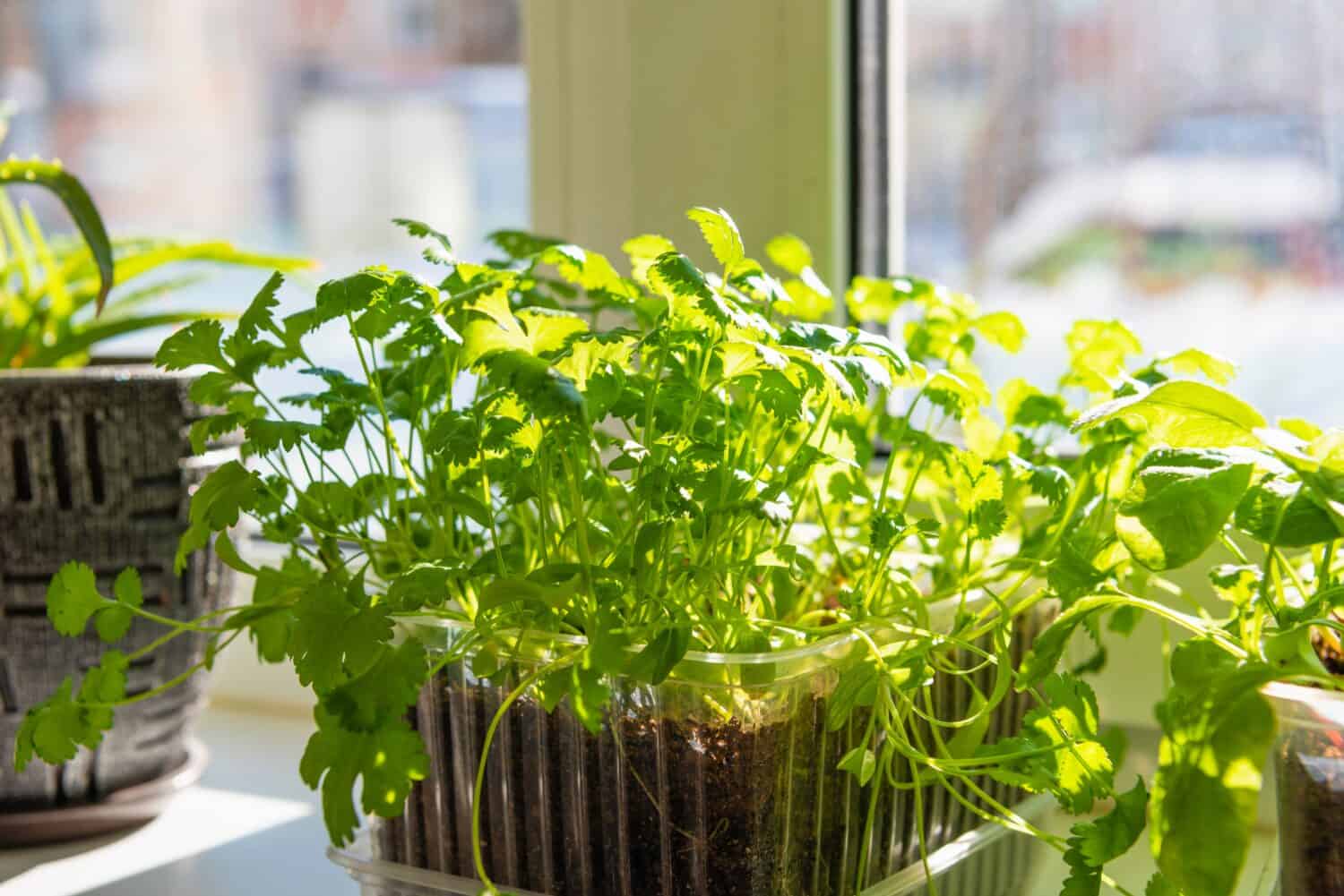 Piantine di coriandolo sul davanzale della finestra in un contenitore.  Giovani piante al sole.