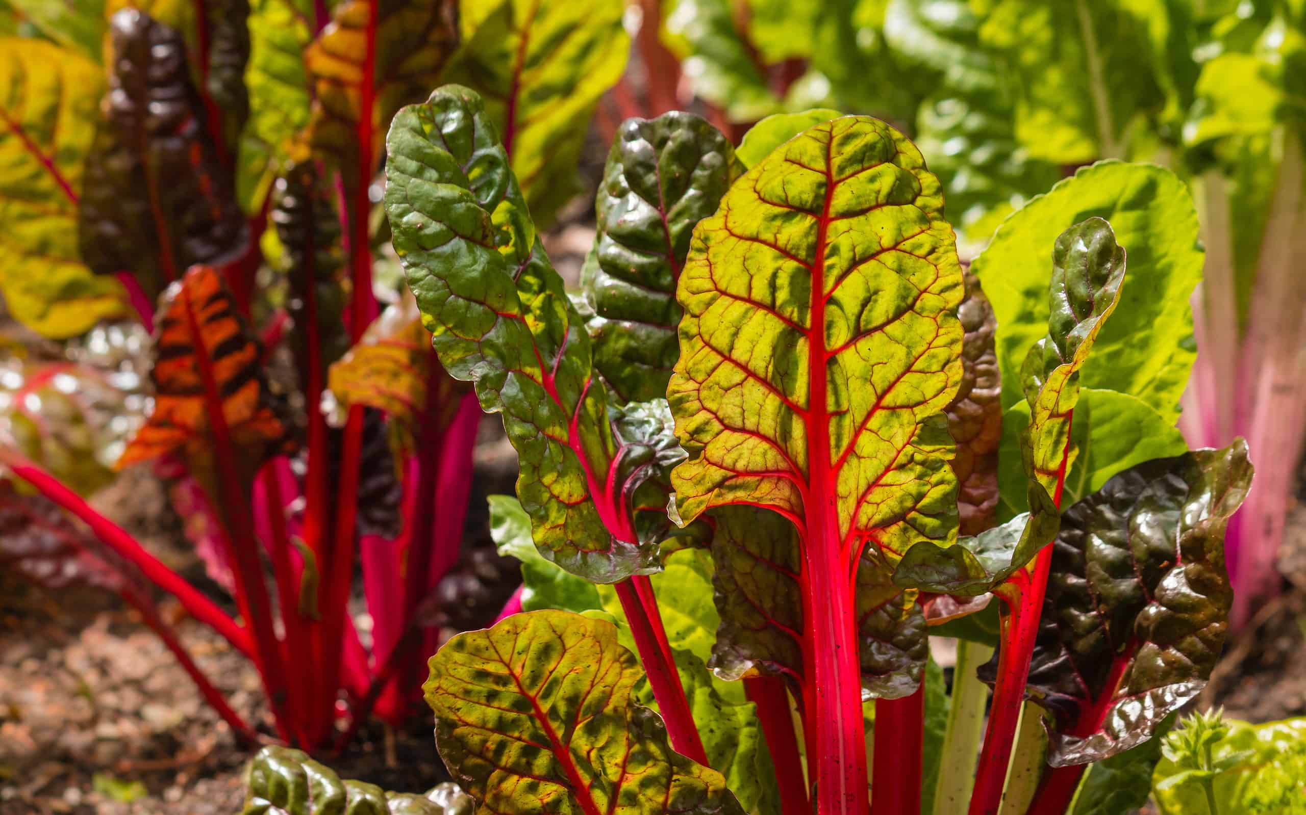 dettaglio delle foglie di bietola rossa che crescono in giardino